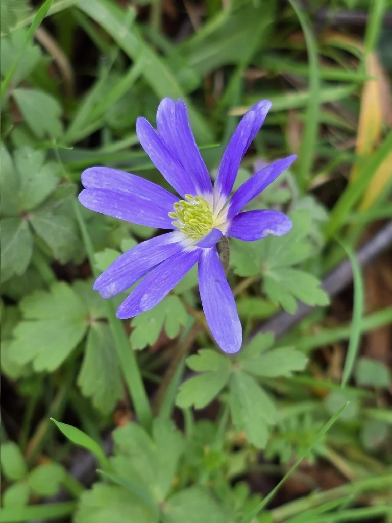 Anemone Blanda
