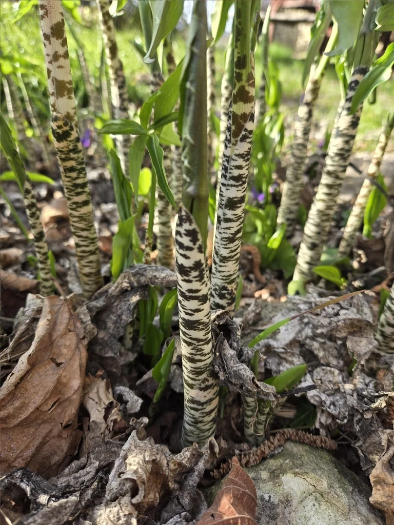 Dracunculus Vulgaris