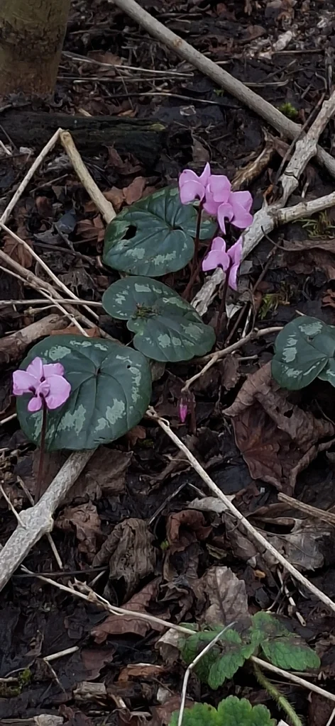 Cyclamen Coum