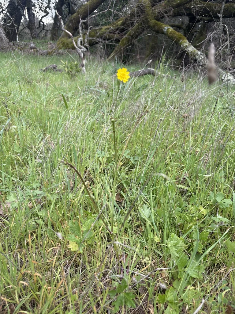 Ranunculus Californicus