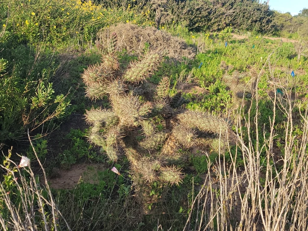 Cylindropuntia prolifera