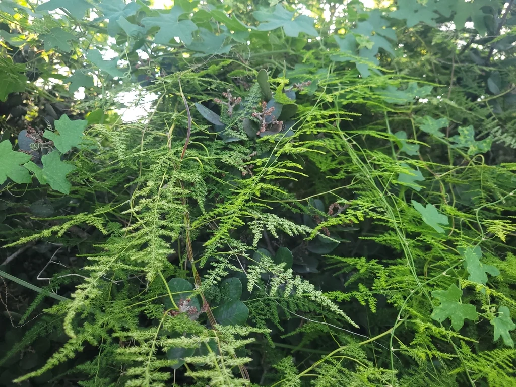 Asparagus Setaceus