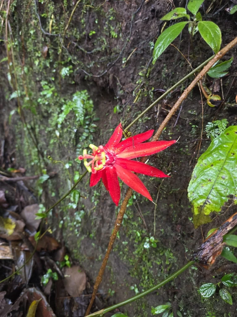 Passiflora Vitifolia