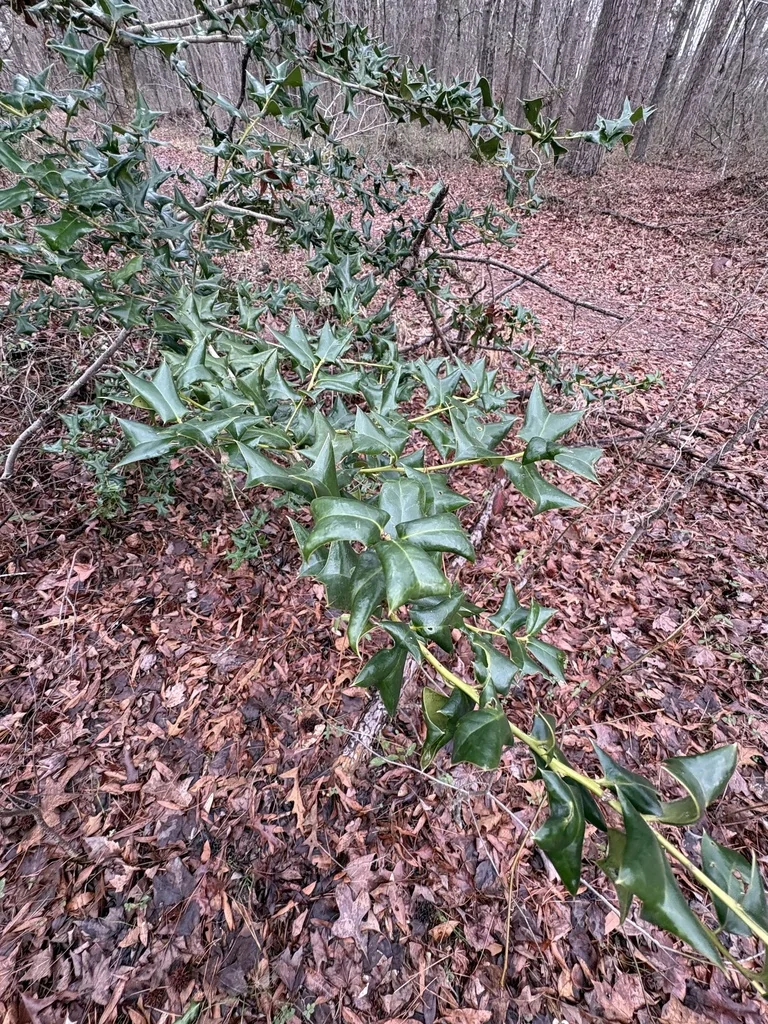 Ilex Cornuta