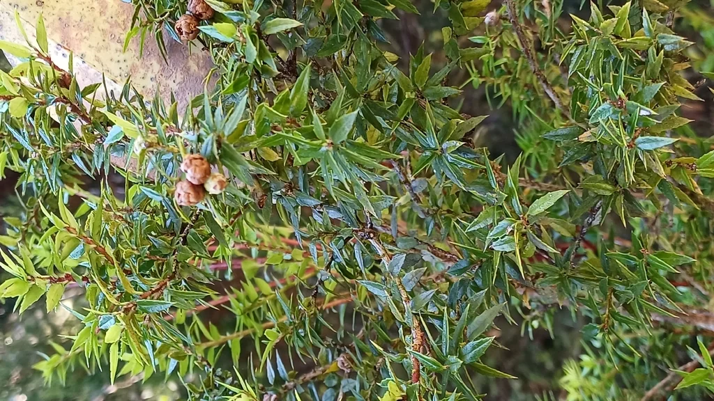 Gaultheria Mucronata