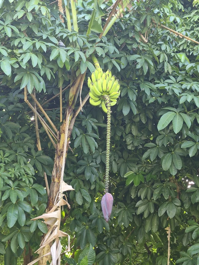 Musa X Paradisiaca