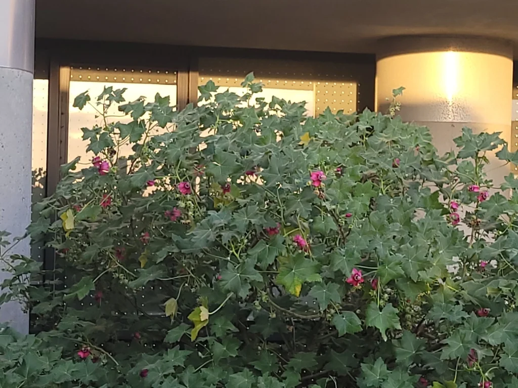 Lavatera Assurgentiflora
