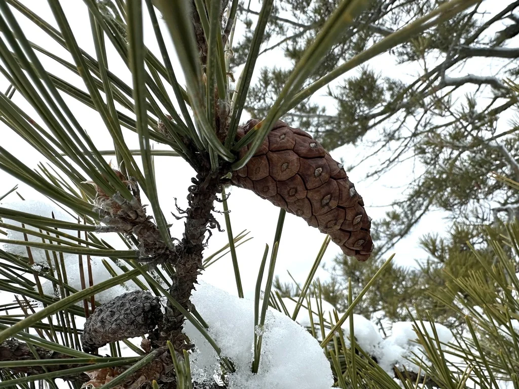 Pinus Thunbergii