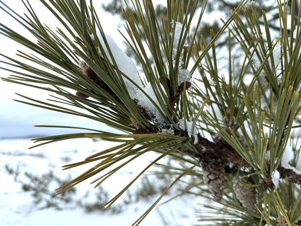Pinus Thunbergii
