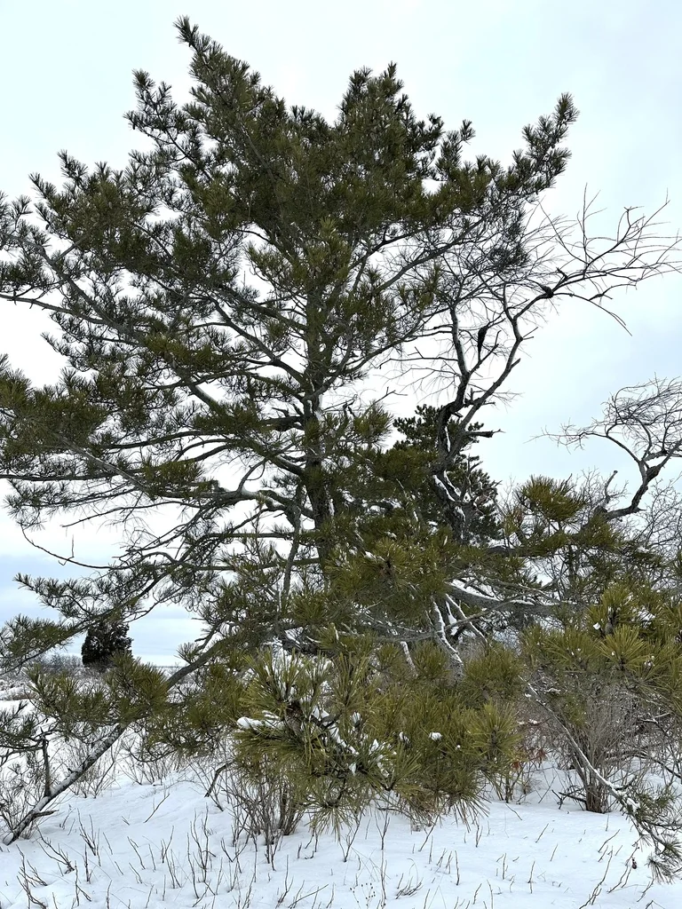 Pinus Thunbergii