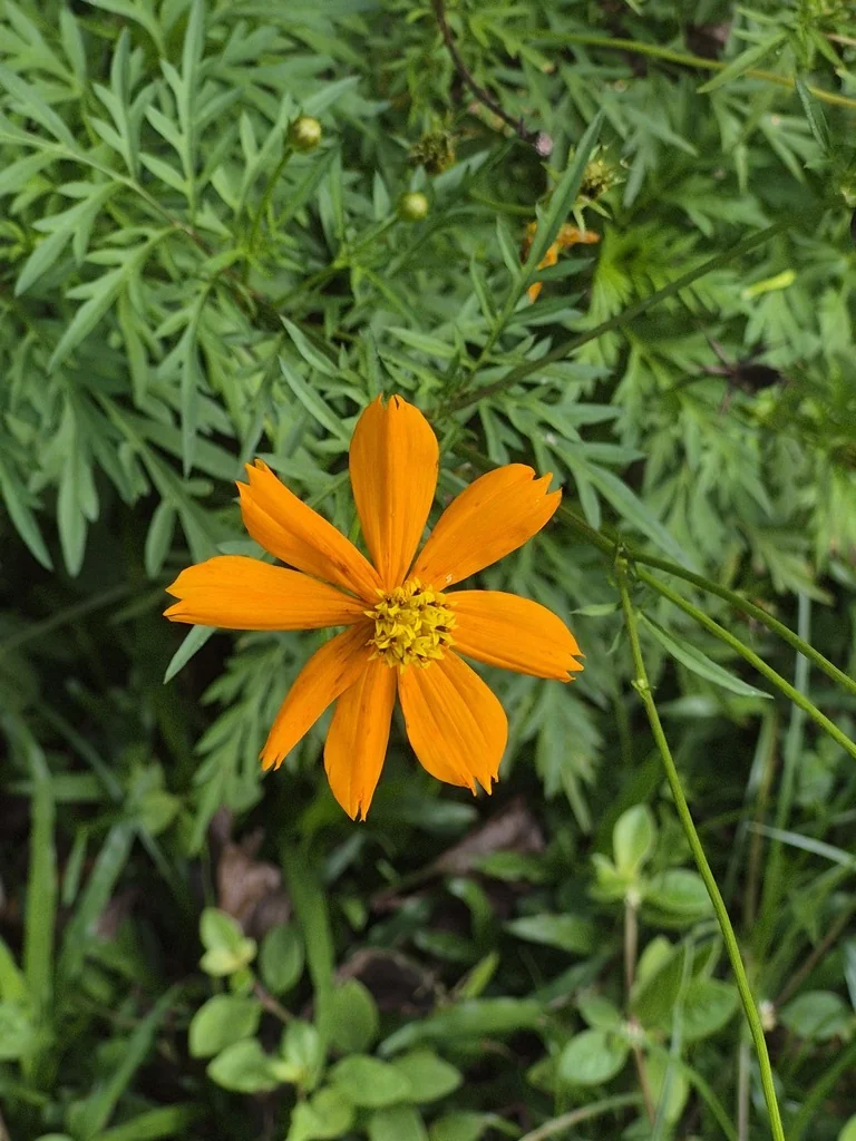 Cosmos Sulphureus