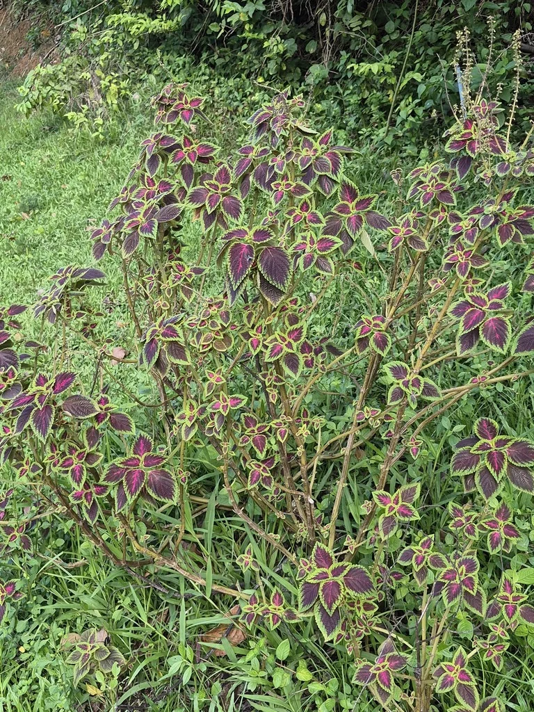 Coleus scutellarioides