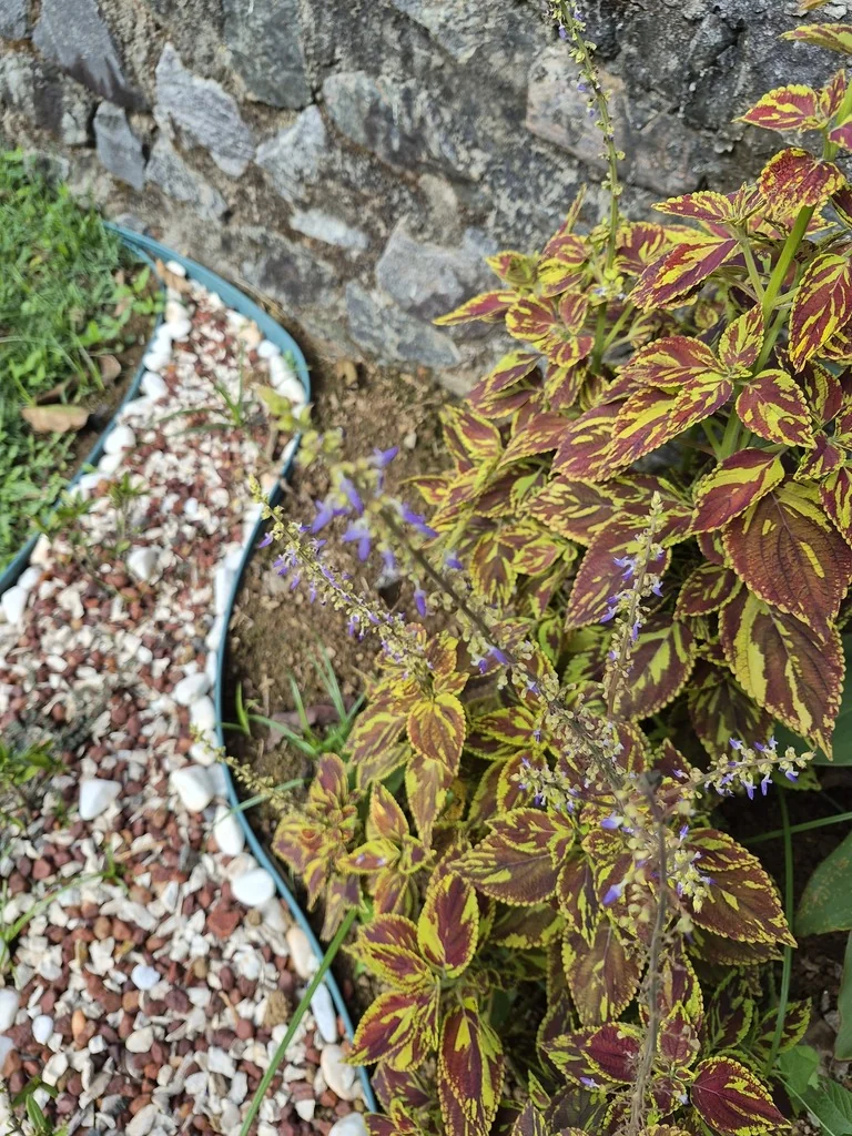 Coleus scutellarioides