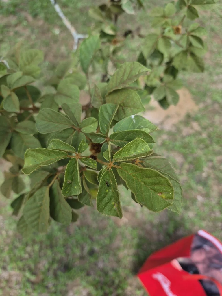 Tabebuia Chrysotricha
