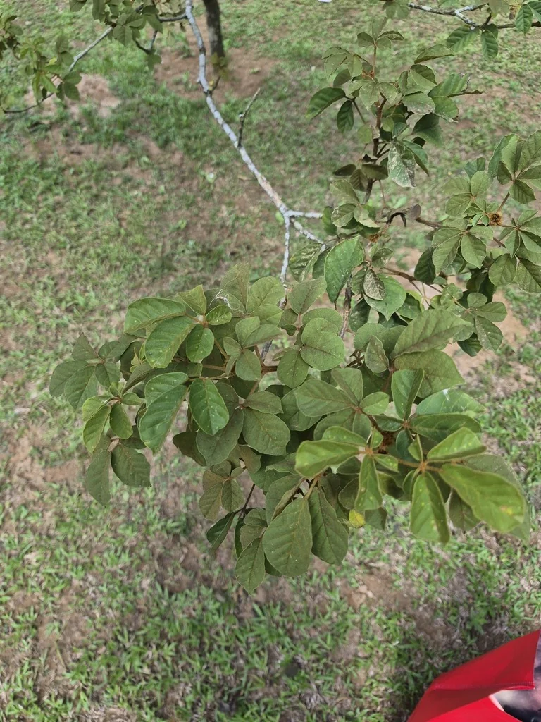 Tabebuia Chrysotricha