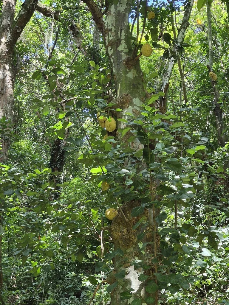 Artocarpus Heterophyllus