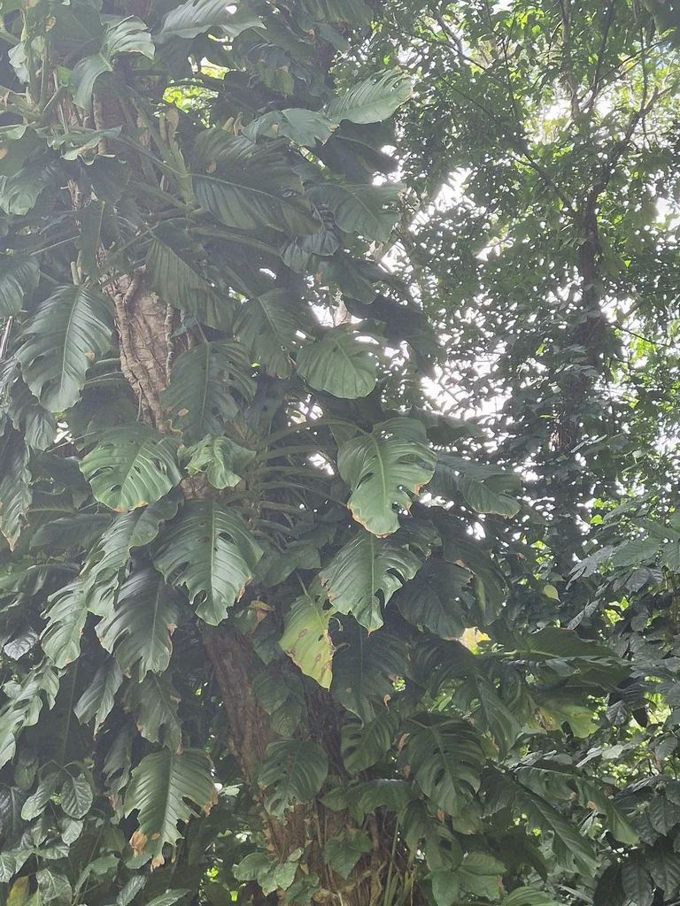 Monstera adansonii
