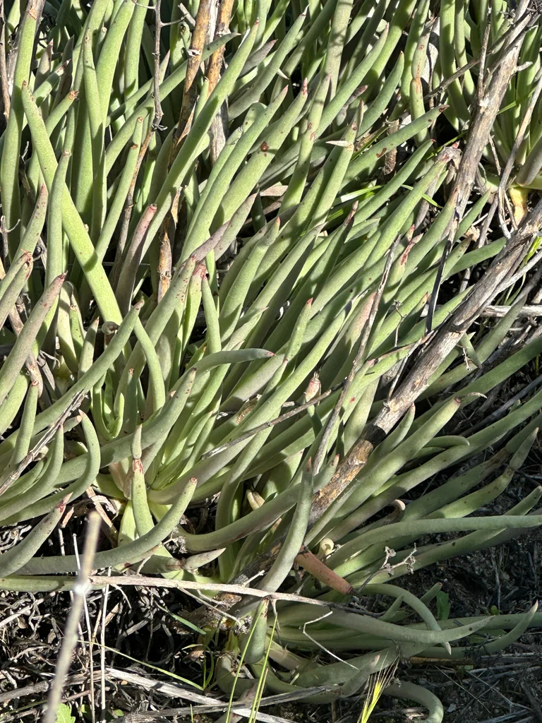 Dudleya Edulis