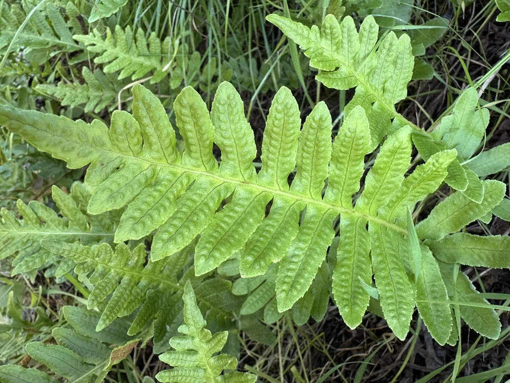 Polypodium Californicum
