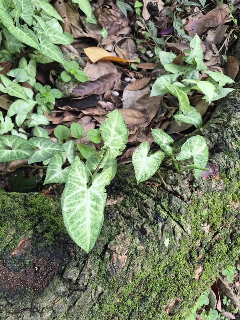 Syngonium podophyllum