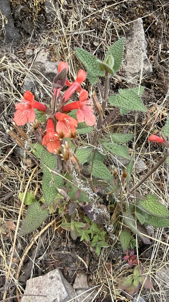 Stachys Coccinea