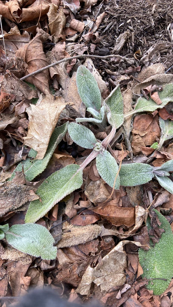 Stachys Byzantina