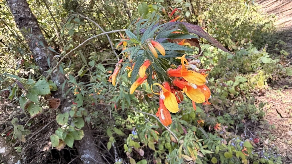 Lobelia Laxiflora