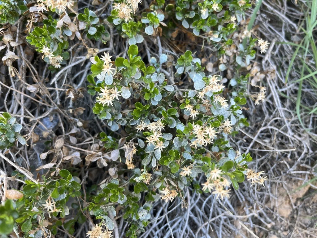 Ericameria Cuneata