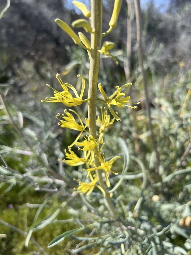 Stanleya Pinnata