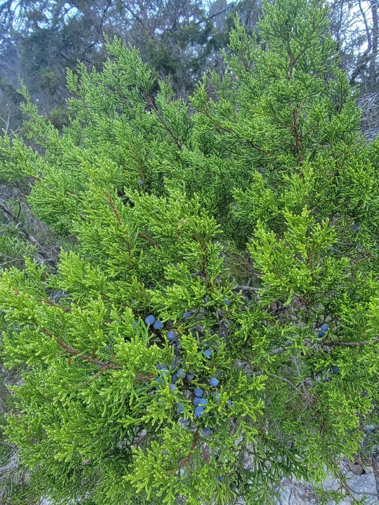 Juniperus Ashei
