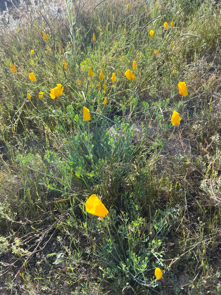 Eschscholzia Mexicana