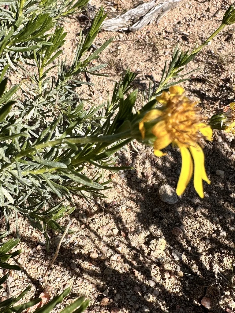 Ericameria Linearifolia