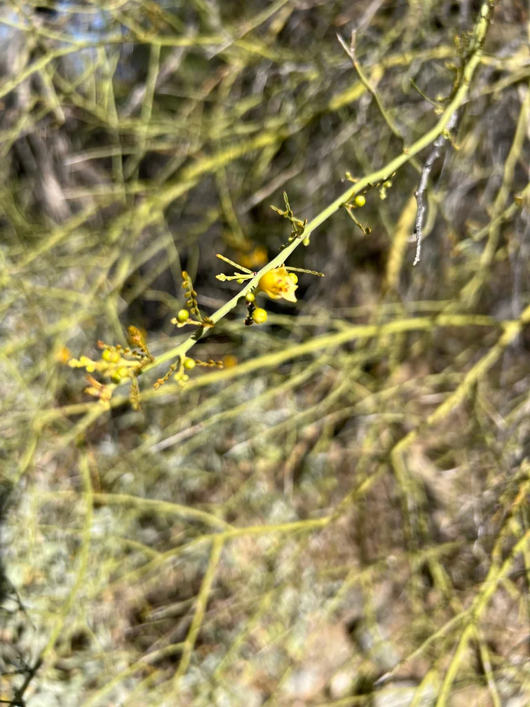 Parkinsonia Microphylla