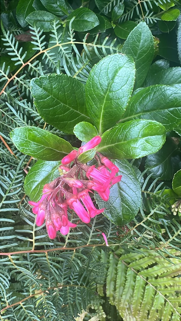 Escallonia Rubra