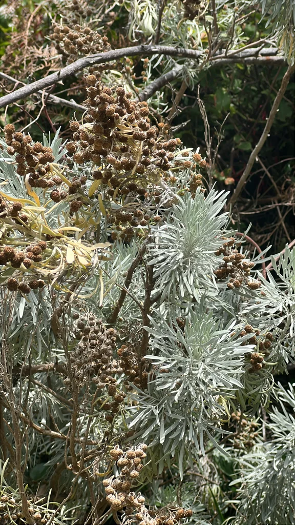 Artemisia Arborescens