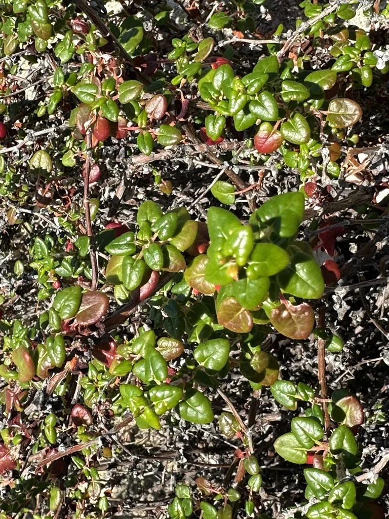 Eriogonum parvifolium