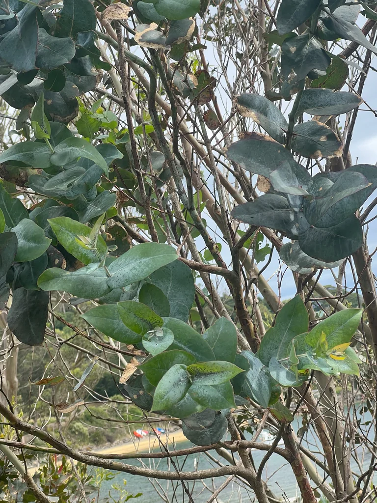 Eucalyptus Globulus