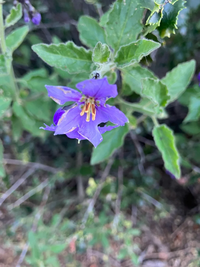 Solanum Xanti
