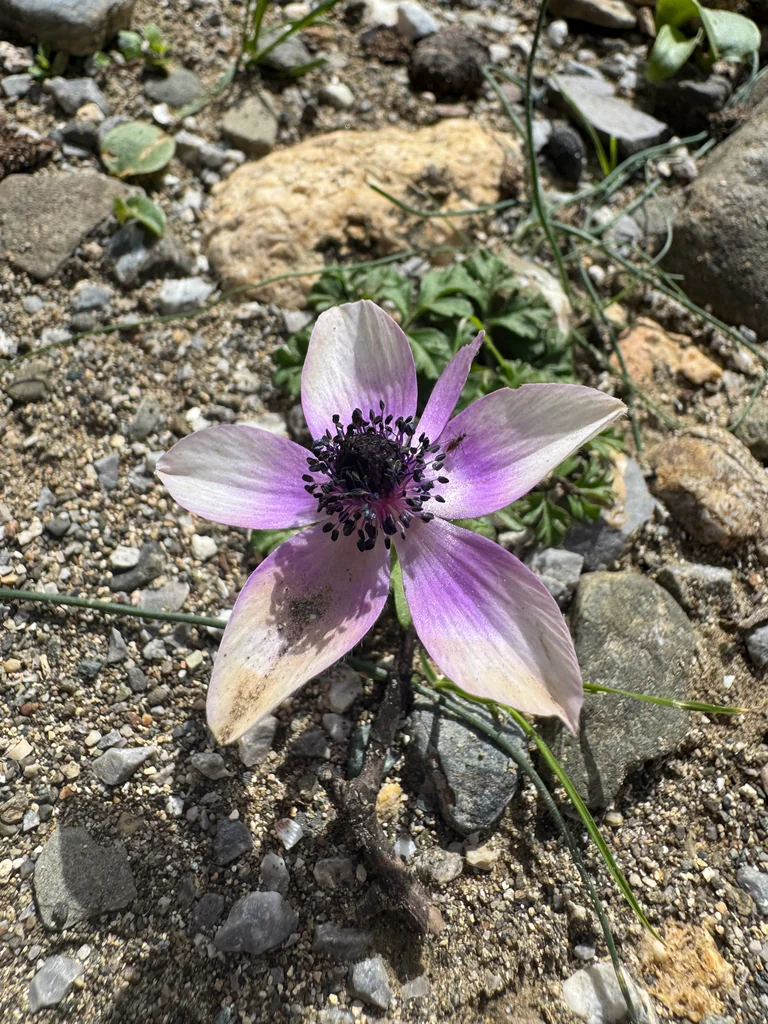 Anemone Coronaria