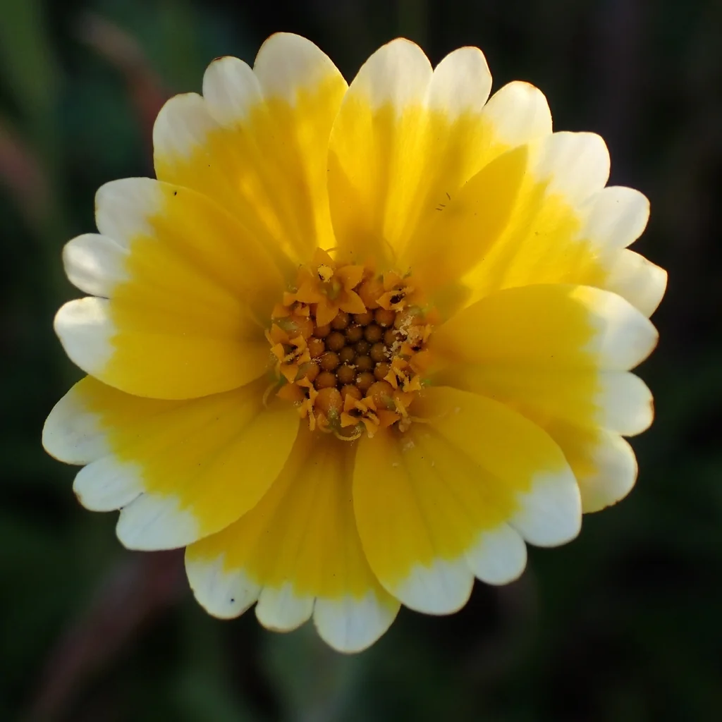 Layia Platyglossa
