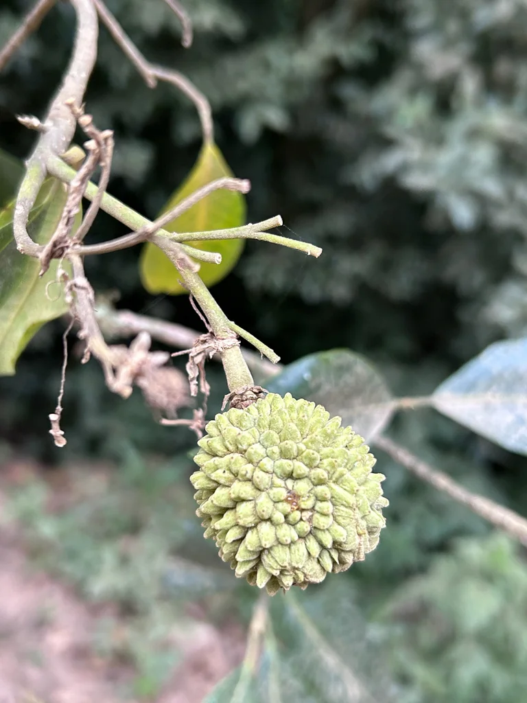 Calodendrum Capense