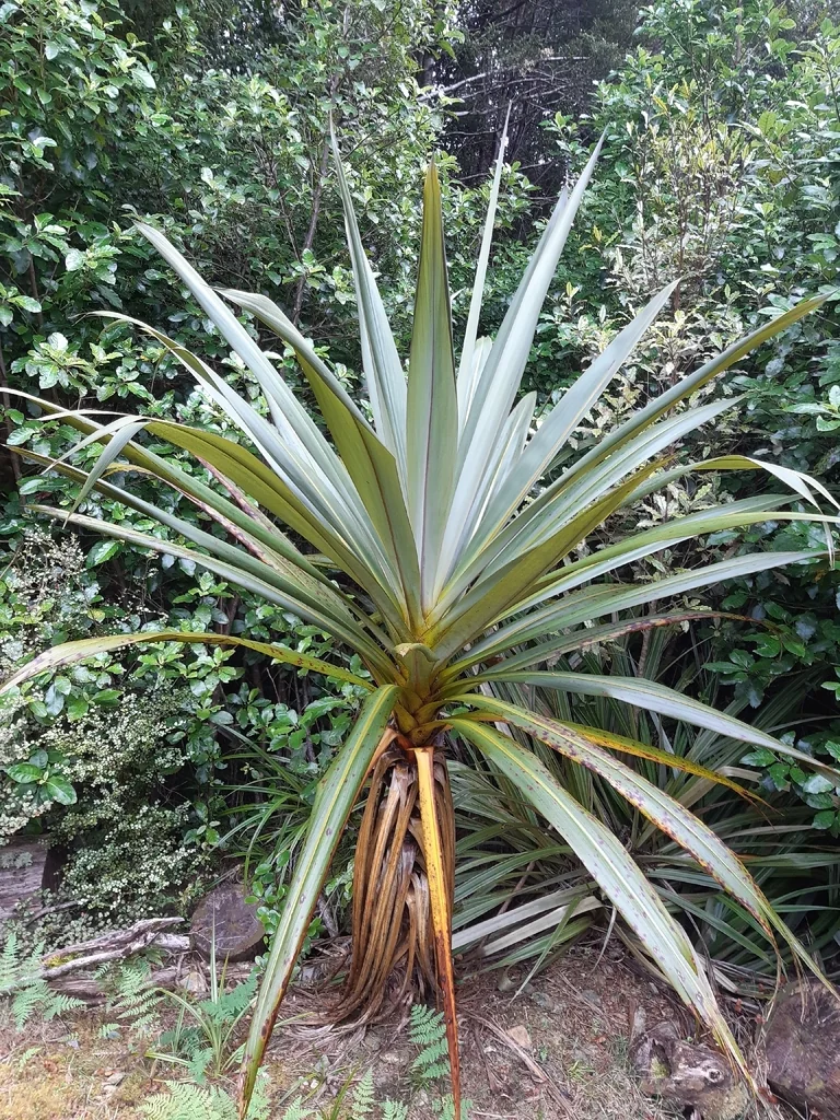 Dracaena indivisa
