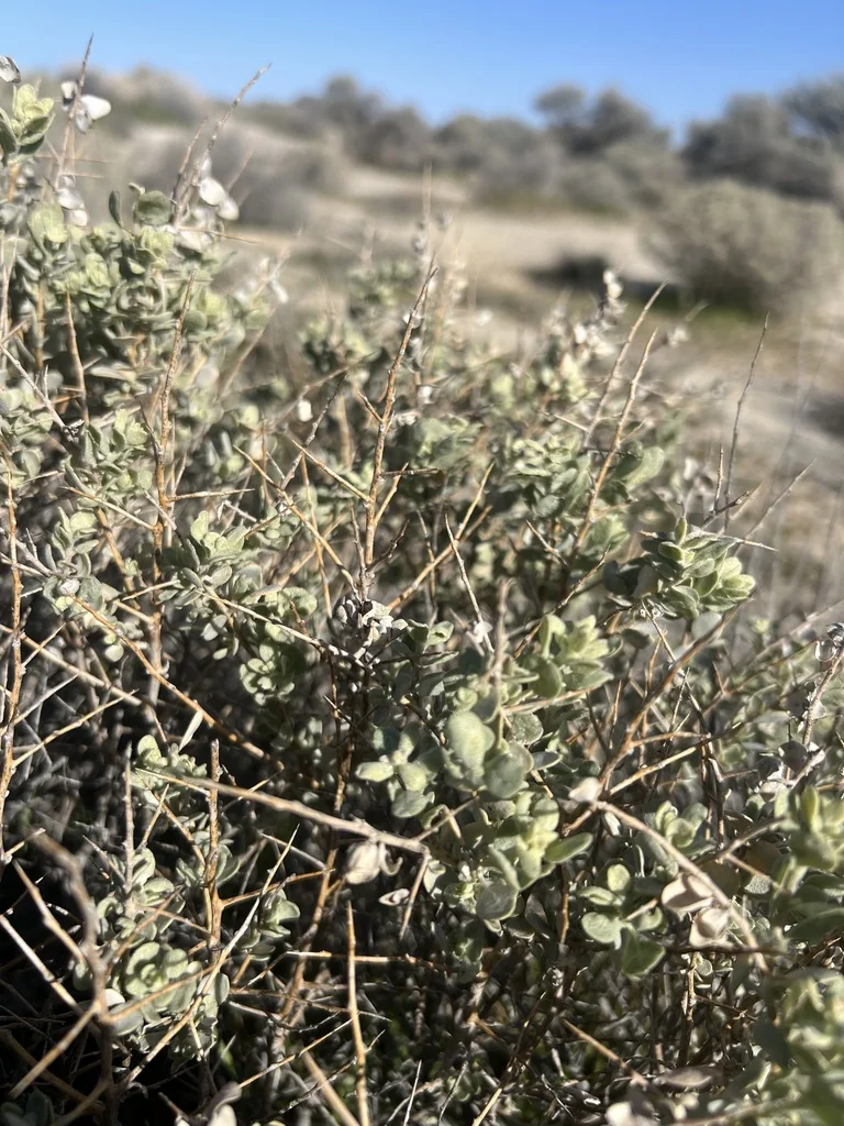 Atriplex Confertifolia