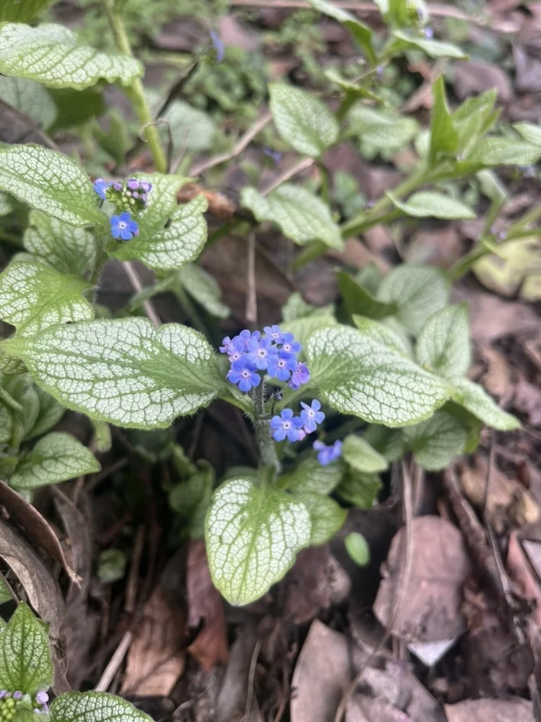 Brunnera macrophylla