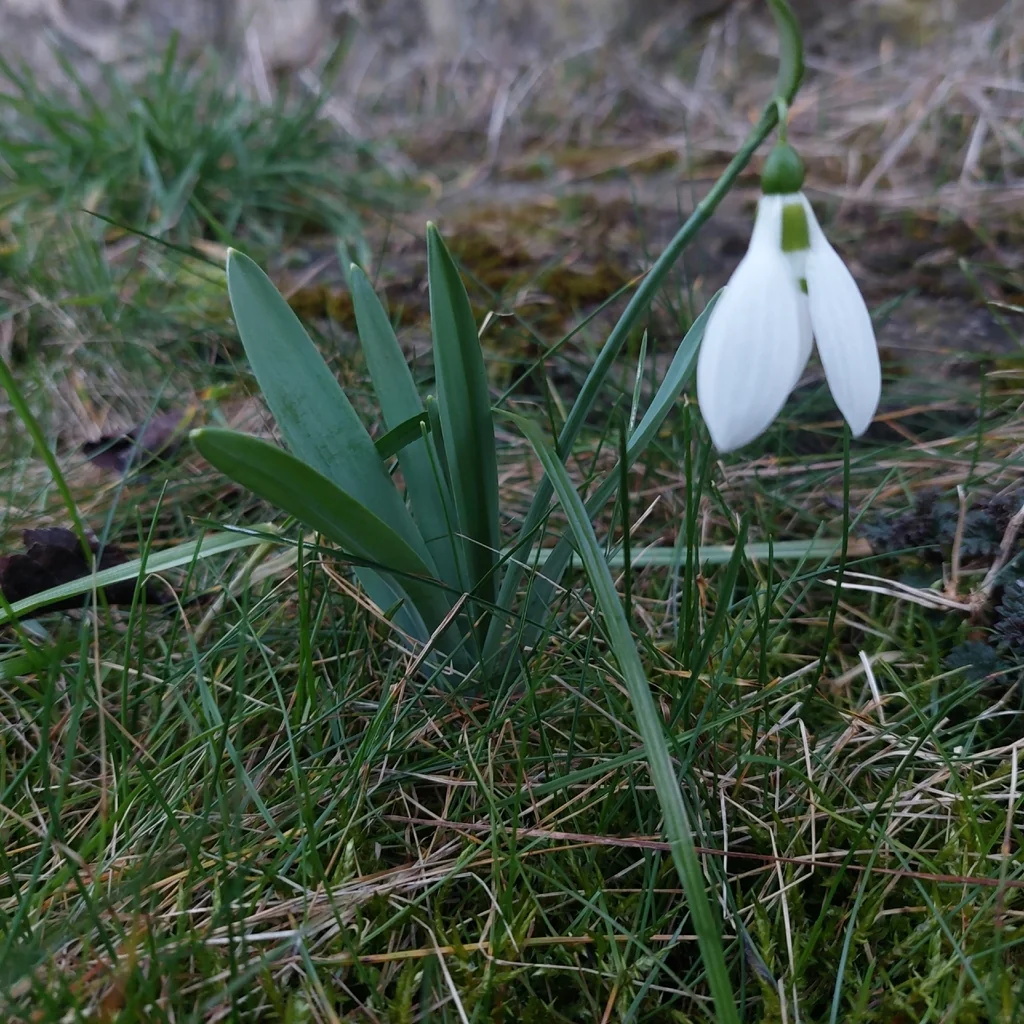 Galanthus Elwesii