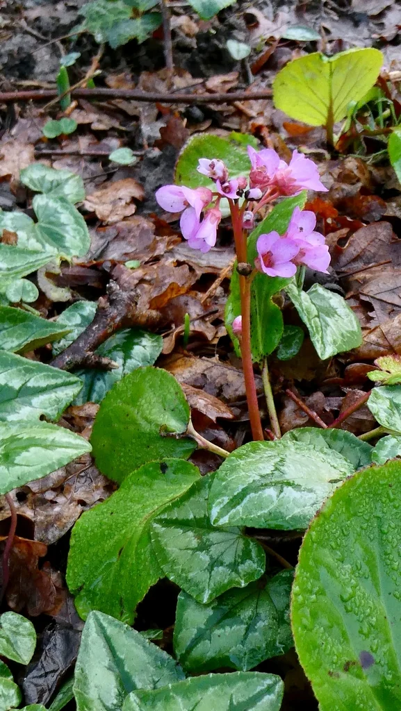 Bergenia Crassifolia