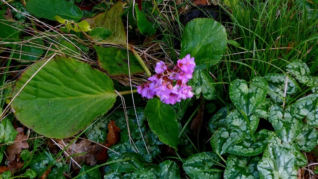 Bergenia Crassifolia