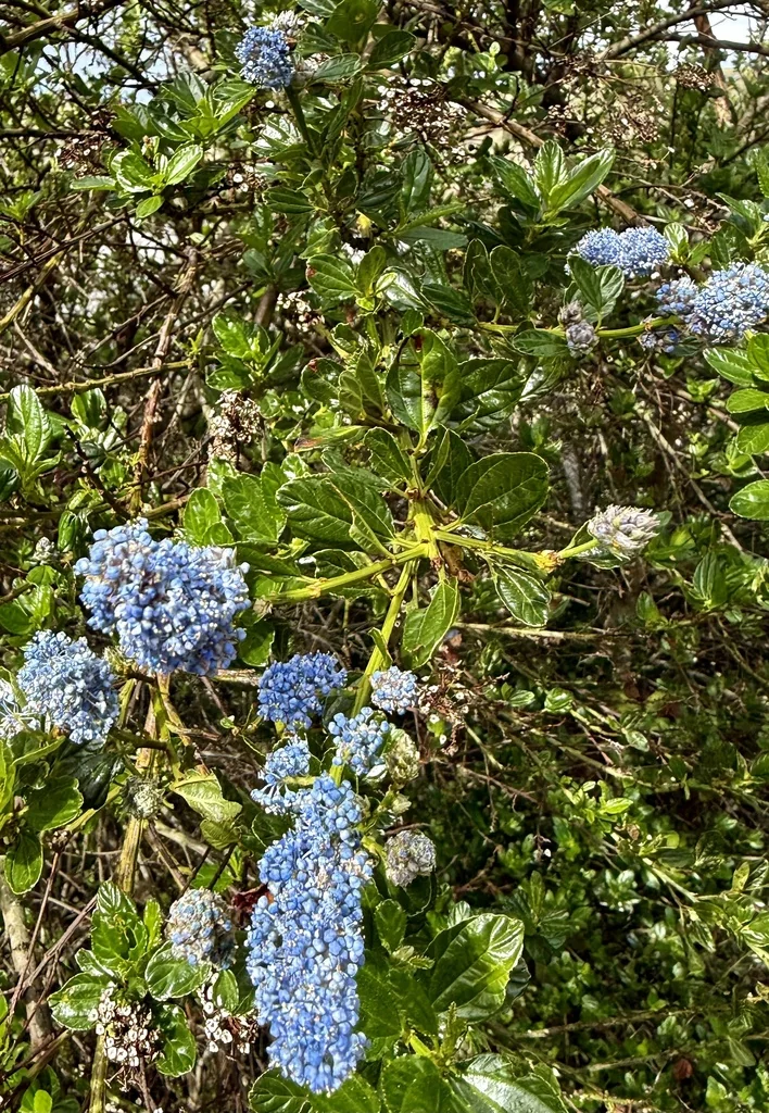 Ceanothus Thyrsiflorus