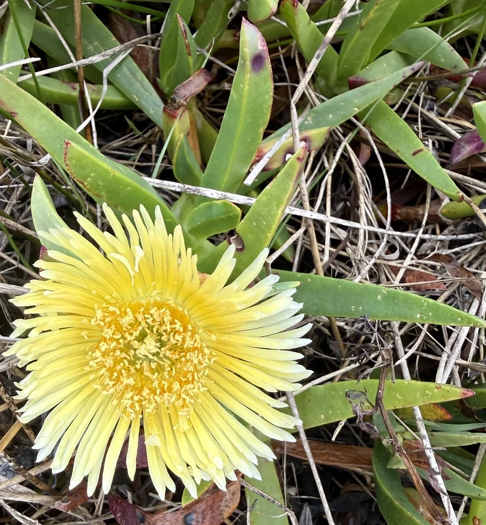 Carpobrotus Edulis