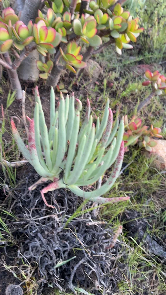 Dudleya Edulis